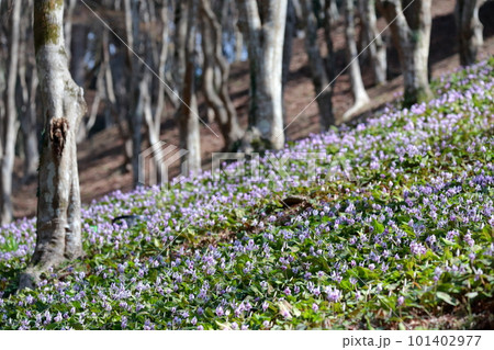 山の斜面に群生する紫色の花（香嵐渓 愛知県 豊田市） 101402977
