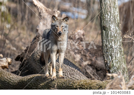 Wolf sit on a fallen tree in the forest up close. Wild animal in the natural habitat Wolf sit on a fallen tree in the forest up close. Wild animal in the natural habitat 101403083