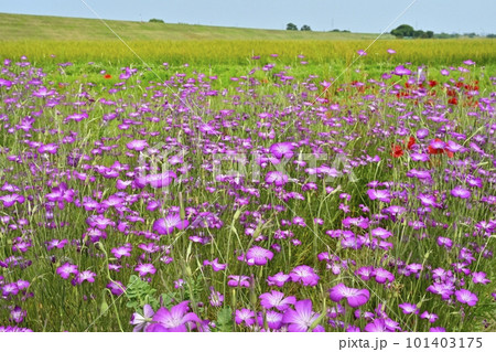 鴻巣市吹上地区のポピーとムギナデシコの花畑 鴻巣市吹上地区のポピーとムギナデシコの花畑 101403175