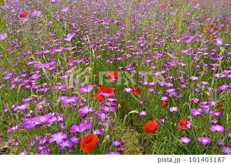 鴻巣市吹上地区のポピーとムギナデシコの花畑 鴻巣市吹上地区のポピーとムギナデシコの花畑 101403187