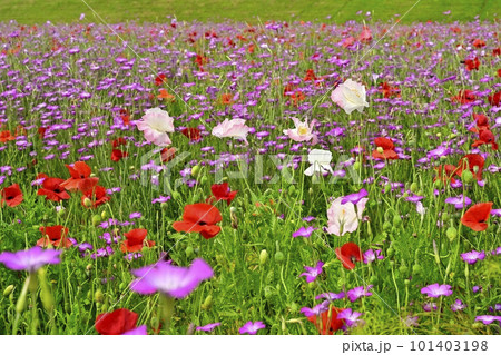 鴻巣市吹上地区のポピーとムギナデシコの花畑 鴻巣市吹上地区のポピーとムギナデシコの花畑 101403198