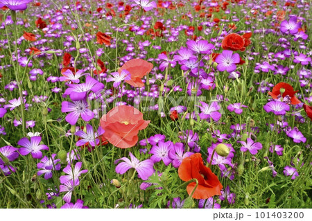 鴻巣市吹上地区のポピーとムギナデシコの花畑 鴻巣市吹上地区のポピーとムギナデシコの花畑 101403200