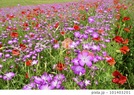 鴻巣市吹上地区のポピーとムギナデシコの花畑 鴻巣市吹上地区のポピーとムギナデシコの花畑 101403201