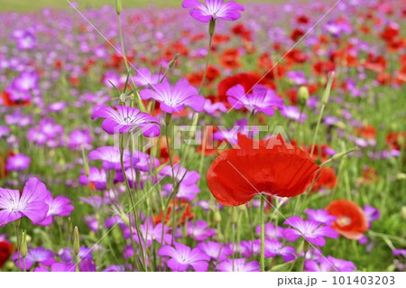鴻巣市吹上地区のポピーとムギナデシコの花畑 鴻巣市吹上地区のポピーとムギナデシコの花畑 101403203