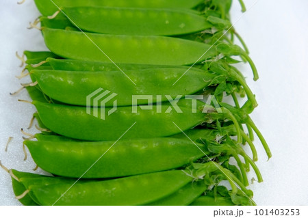 絹さやえんどう 101403253