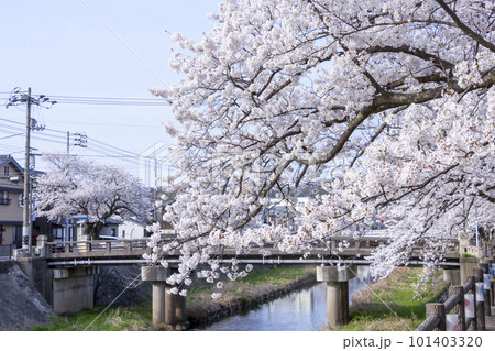 袋川添いの満開の桜 鳥取県 鳥取市 101403320