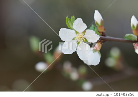 庭のゆすら梅の花 101403356