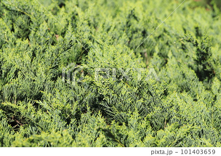 這柏槙(ハイビャクシン)の木 這柏槙(ハイビャクシン)の木 101403659