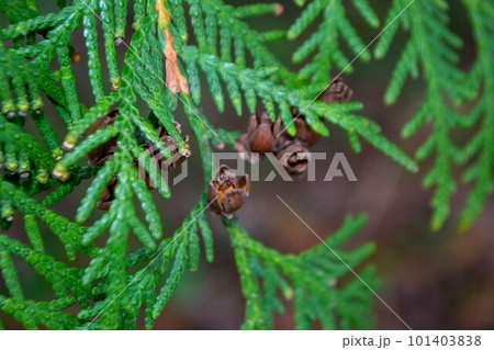 A close up of a tree with a few small leaves and some small seeds. High quality photo A close up of a tree with a few small leaves and some small seeds. High quality photo 101403838