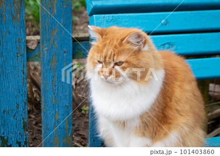 A red cat sits on a blue bench. High quality photo A red cat sits on a blue bench. High quality photo 101403860