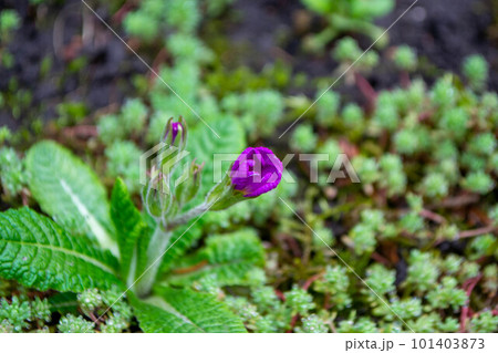 A purple flower is growing on a patch of grass and has a small patch of moss on it. High quality photo 101403873