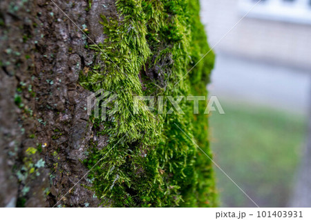 A tree trunk with moss on it and a sky background. High quality photo A tree trunk with moss on it and a sky background. High quality photo 101403931