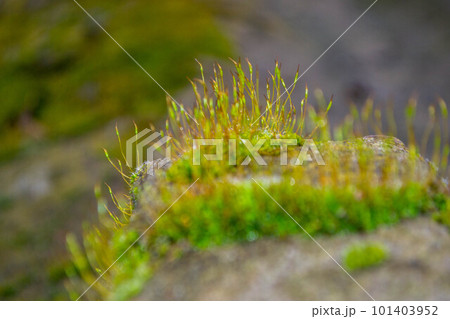 A tree trunk with moss on it and a sky background. High quality photo 101403952