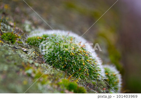 A tree trunk with moss on it and a sky background. High quality photo 101403969