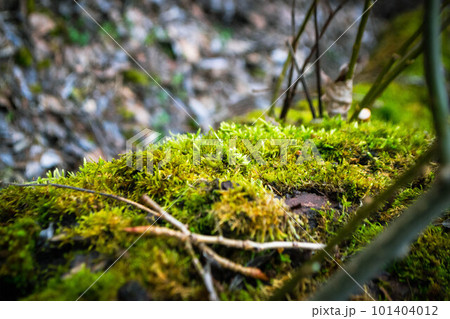 A tree trunk with moss on it and a sky background. High quality photo 101404012