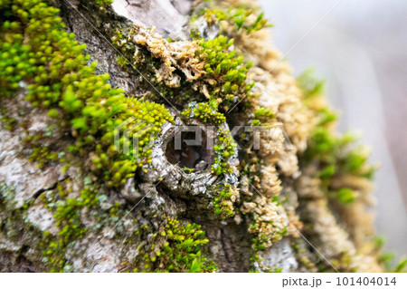 A tree trunk with moss on it and a sky background. High quality photo 101404014