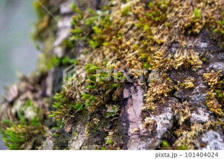 A tree trunk with moss on it and a sky background. High quality photo 101404024