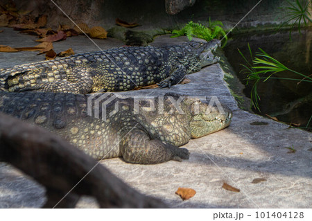 Two alligators are laying on a rock in a pond. High quality photo 101404128