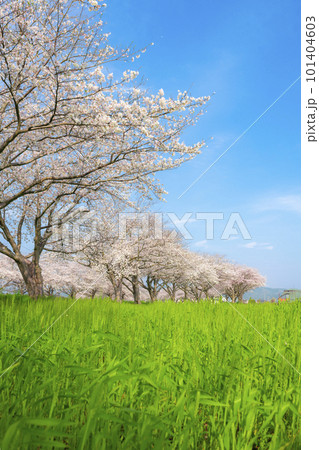 快晴の青空と草場川の桜並木 101404603