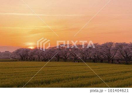 夕日に照らされる草場川の桜並木 101404621