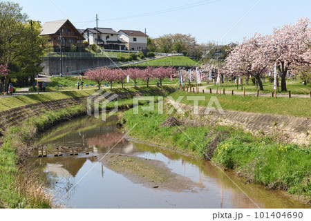 東浦町於大の川の八重桜 101404690