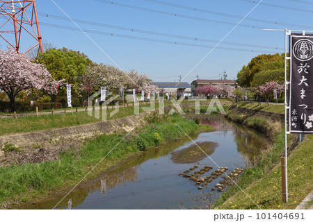 東浦町於大の川の八重桜 東浦町於大の川の八重桜 101404691