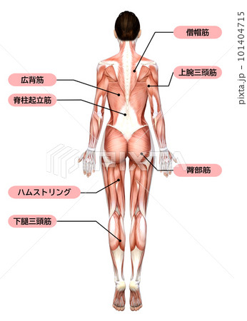 女性の筋肉解剖図のイラスト 3Dモデルの全身後ろ姿 101404715