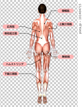 女性肌肉解剖3D模型全身後視圖圖解 女性肌肉解剖3D模型全身後視圖圖解 101404715