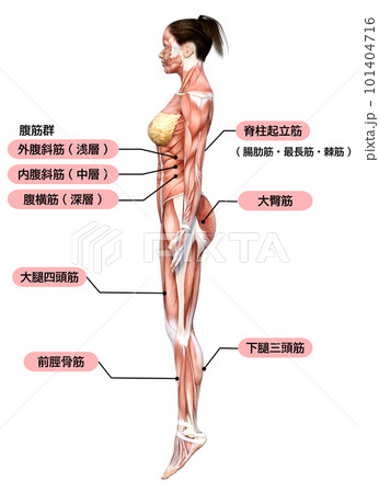 女性の筋肉解剖図のイラスト 3Dモデルの全身横向き 横顔 101404716