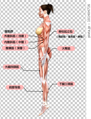 女性の筋肉解剖図のイラスト 3Dモデルの全身横向き 横顔 101404716