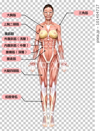 3Dモデル女性の正面から見た筋肉の解剖図のイラスト 101404717