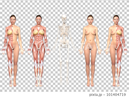 【セット】女性の筋肉解剖図と骨格標本のイラスト  3Dモデルの全身正面 5ポーズ 101404719