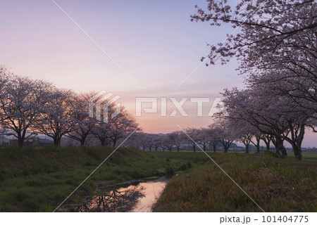 朝焼けの空と草場川の桜並木 101404775
