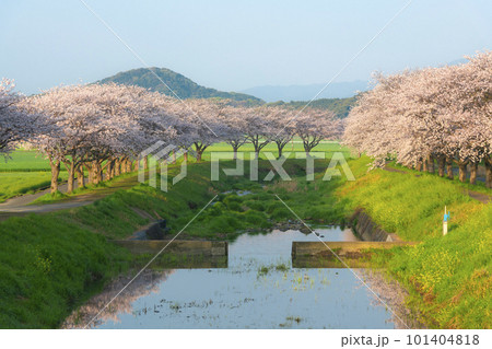 草場川の桜並木 101404818