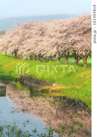 草場川の桜並木 101404819