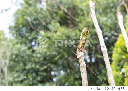 春に新芽が出たタラノキ【タラの芽/山菜】 春に新芽が出たタラノキ【タラの芽/山菜】 101404973