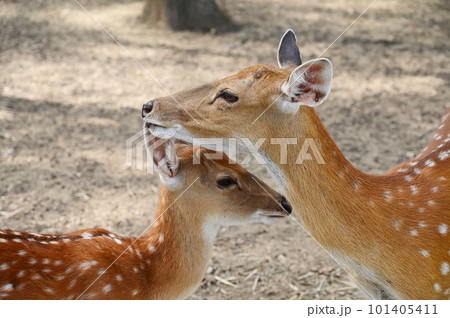white spotted deers in the zoo white spotted deers in the zoo 101405411