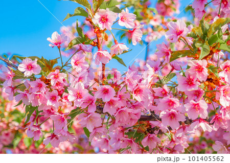 青空に映える満開の河津桜 101405562