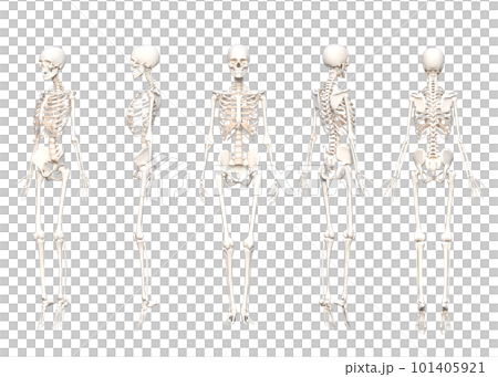 【セット】いろんな角度から見た人体の骨格標本のイラスト 3Dモデルの全身正面 5ポーズ 【セット】いろんな角度から見た人体の骨格標本のイラスト 3Dモデルの全身正面 5ポーズ 101405921