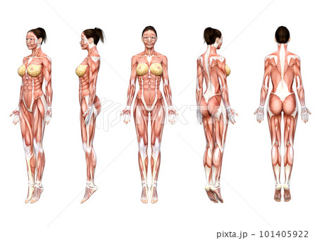 女性人体の筋肉を正面 ななめ横 側面 背面から見た3Dイラスト 101405922