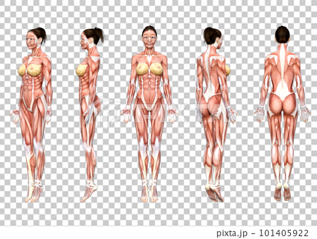 女性人体の筋肉を正面 ななめ横 側面 背面から見た3Dイラスト 101405922