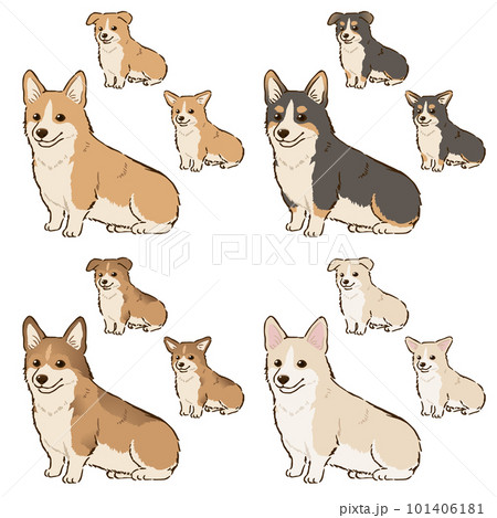 色々な毛色のコーギー(断尾) 色々な毛色のコーギー(断尾) 101406181