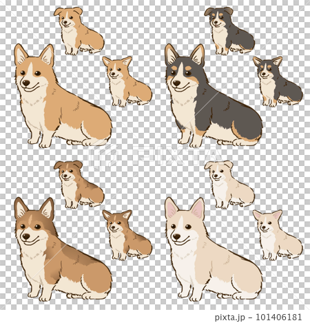 Corgi of various colors (tail docked) Corgi of various colors (tail docked) 101406181