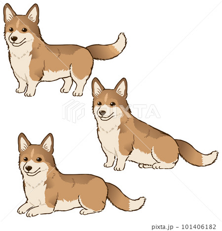 色々な姿勢のコーギー（セーブルホワイト） 101406182