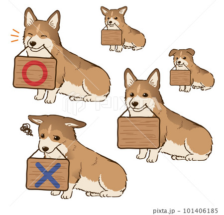 看板をくわえるコーギー（断尾、セーブルホワイト） 101406185