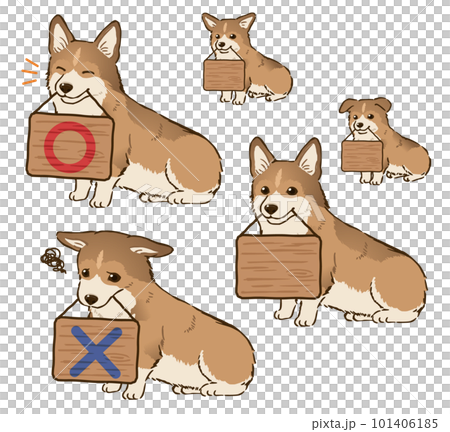 看板をくわえるコーギー（断尾、セーブルホワイト） 101406185
