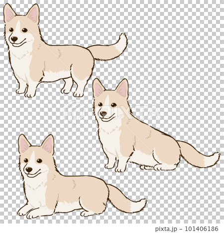 各種姿勢的柯基犬(淺褐色) 各種姿勢的柯基犬(淺褐色) 101406186