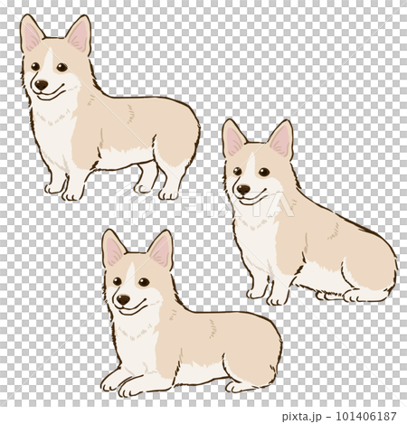 Corgi in various postures (tail docked, fawn white) Corgi in various postures (tail docked, fawn white) 101406187