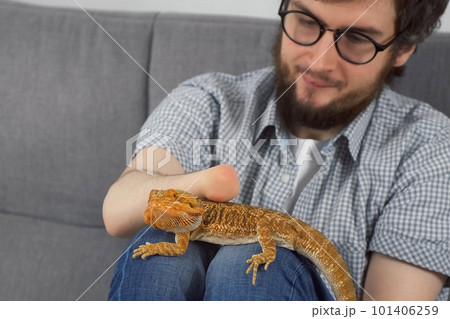 Man with animal bearded agama sitting on sofa at home and stroking reptile. Man with animal bearded agama sitting on sofa at home and stroking reptile. 101406259