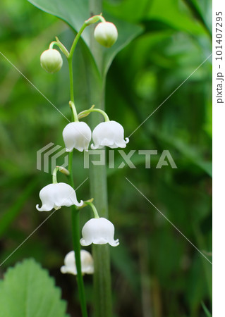 スズラン スズラン 101407295